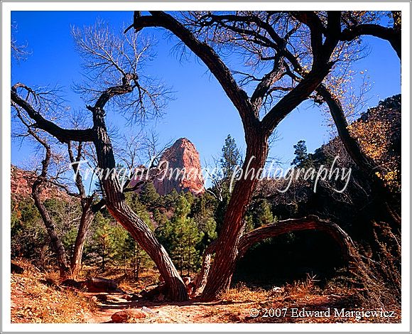 450472---Cottonwood trees along Taylor Creek trail framing one of the mountains near Tucupit point in the Kolob section of Zion N.P.